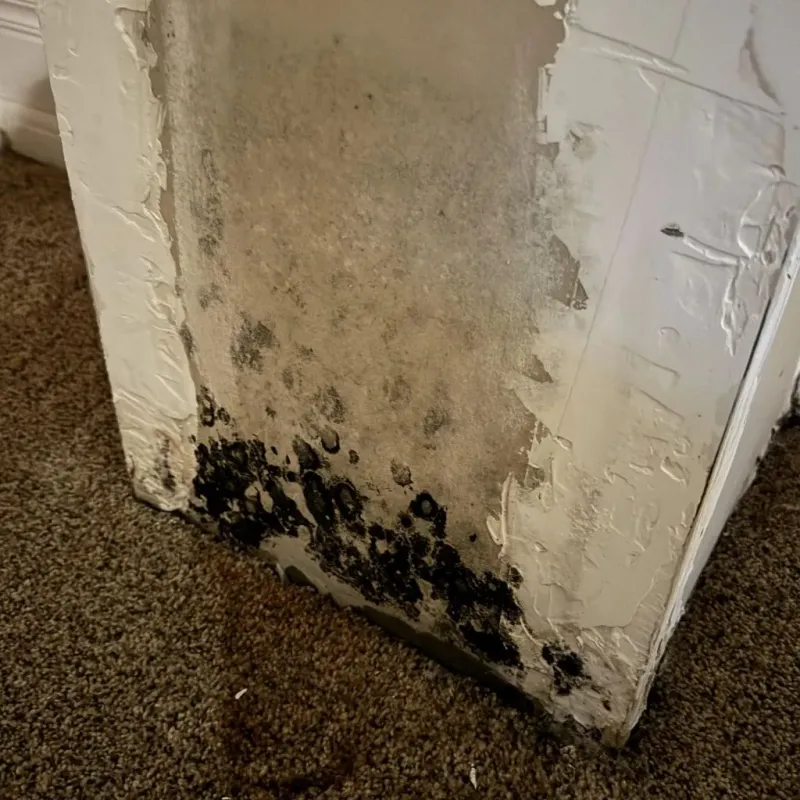 Professional Mold Removal in Mashpee, MA